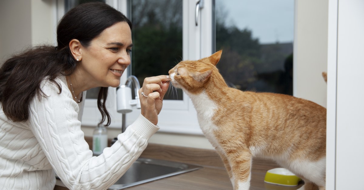 Cat Treats Both You and Your Kitty Will Love